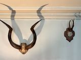 two horns hanging on the wall next to each other