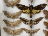 a lot of moths that are on display in a glass case