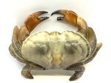 un crabe posé sur une surface blanche