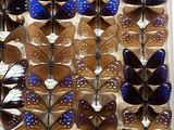 a lot of butterflies that are on display in a glass case