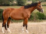 un cheval brun dans un champ, avec des arbres en arrière-plan