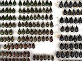 a lot of beetles that are on display on the wall