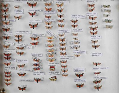 de nombreux papillons exposés dans une vitrine