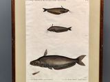 une vieille photo représentant trois poissons, exposée dans un cadre