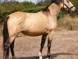 un cheval qui se tient debout dans la terre