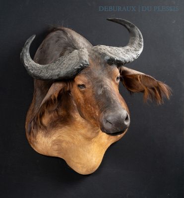 a bull head mounted on the wall of a building