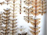 many different types of moths displayed in a white box