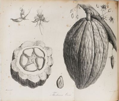 un vieux livre sur lequel figure le dessin d'une cabosse de cacao et d'une graine