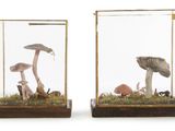 deux champignons dans une vitrine, avec de la mousse au sol