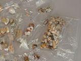 a lot of seashells in plastic bags on the table