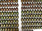 two rows of green and gold beetles on display
