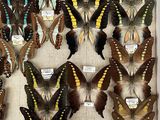 a lot of butterflies that are on display in a glass case