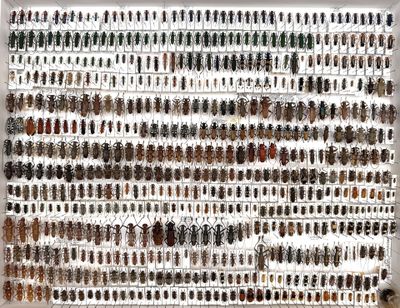 a large collection of beetles on display in a white frame