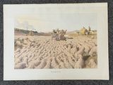 une vieille gravure représentant un berger menant son troupeau de moutons