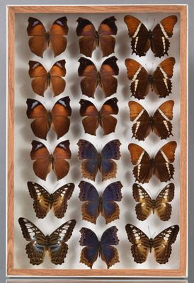 de nombreux papillons disposés dans un cadre en bois