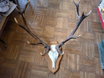 une tête de cerf posée par terre, avec ses bois