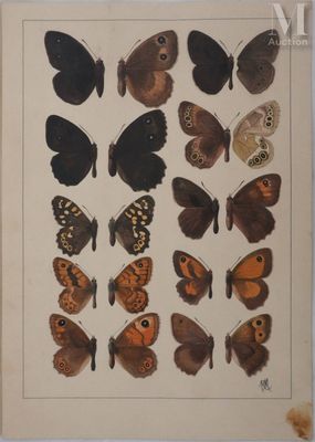 METAYE Roger (1921-2006) Planche de lépidoptérologie : Petit…