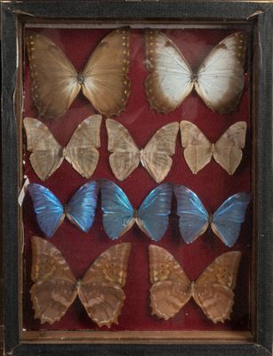 many butterflies in a shadow box on a table