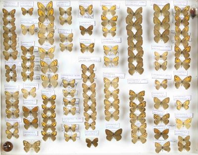de nombreux types de papillons exposés dans une vitrine