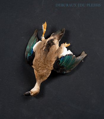 a dead bird that is laying on a black surface
