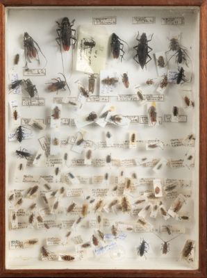 une photo d'une collection d'insectes présentée dans un cadre en bois