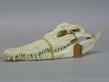 a small animal skull with a tag on it ' s neck