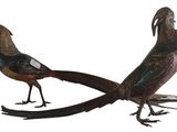 pair of pheasants on a white background