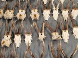 de nombreux crânes de cerfs posés sur une table