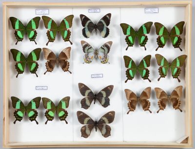 de nombreux papillons disposés dans un cadre en bois