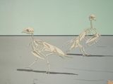 two birds that are walking in the sand together