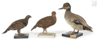 trois canards en bois sont posés sur des blocs de marbre, sur une surface blanche