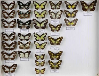 de nombreux types de papillons différents présentés dans une vitrine