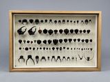une vitrine encadrée présentant différents types de cheveux, dans un cadre en bois
