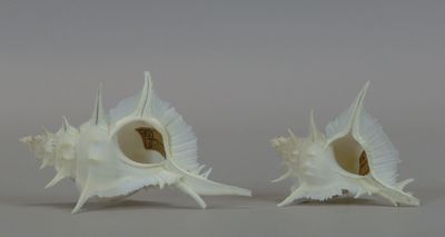 two white seashells that are sitting on a table