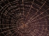 spider web with water droplets on it in the dark