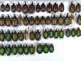 a lot of beetles that are hanging on the wall