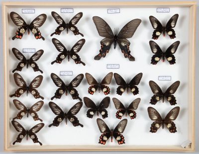 de nombreux papillons exposés dans un cadre en bois