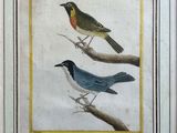 deux oiseaux assis sur une branche d'arbre