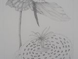 dessin au crayon représentant une libellule posée sur une fleur