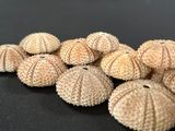 a lot of sea urchins that are on the table