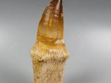 an image of a fossil tooth on a stand