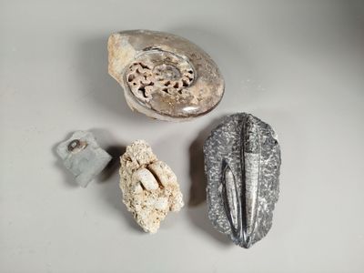 three different types of fossils are displayed on a white surface