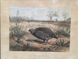 une photo d'un oiseau posé dans la terre