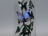 butterflies in a glass clochet on a white background