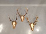 three deer heads mounted on a wall in a room