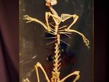 a picture of a skeleton in a glass case