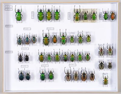 de nombreux coléoptères exposés dans une vitrine