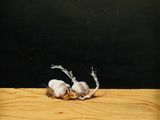 peinture représentant deux têtes d'ail posées sur une table en bois, sur fond noir