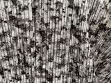 black and white photograph of a sea shell with a single shell in the background