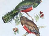 two birds that are sitting on a branch of a tree